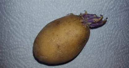 Kartoffeln mit Trieben, gesund oder ungesund? DAS war dir bestimmt nicht klar!