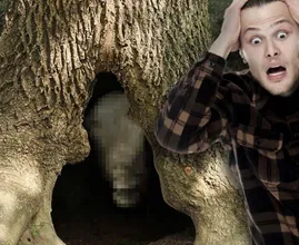 I boscaioli trovano una bizzarra creatura in un albero cavo