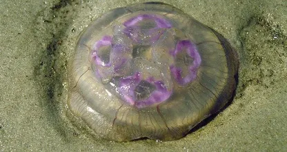 What should you do if you've been stung by a jellyfish? We've got the answer!