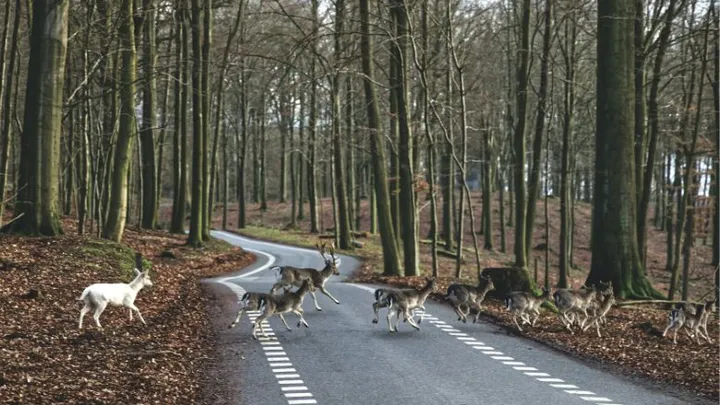 Een dier aangereden, wat nu?