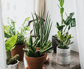 Met deze planten in je raamkozijn komen er geen vliegen meer binnen