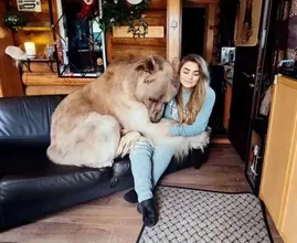 This 21 Year Old Woman Lives Together With a Brown Bear