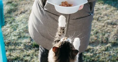 Goed om te weten: deze etenswaren zijn gevaarlijk voor je kat