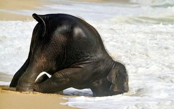 olifant