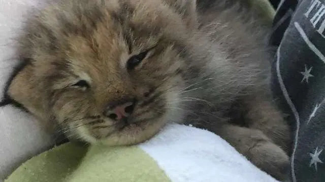 Canadese man vindt kitten, realiseert zich pas later dat het een lynx is