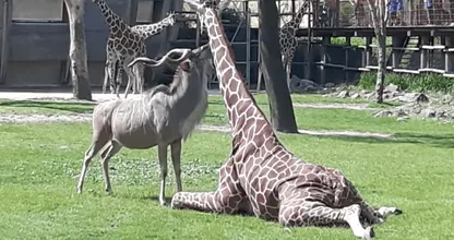 Verschrikkelijk: koedoe valt giraffe aan in dierentuin: "Het was echt DOODENG"