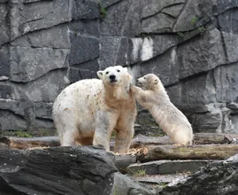 Word je blij van: IJsbeertjes Ouwehands Dierenpark voor het eerst naar buiten