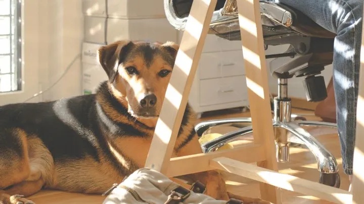 Vertel het je baas: dit zijn de voordelen van een hond op kantoor