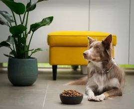 Feit of fabel: je hond heeft elke dag andere voeding nodig