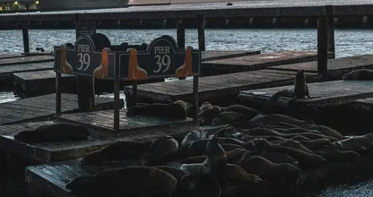 Wow! Duizend zeeleeuwen op pier in San Francisco