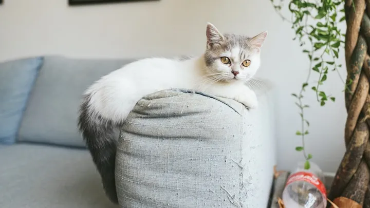 Hoeveel geld is jouw kat waard?
