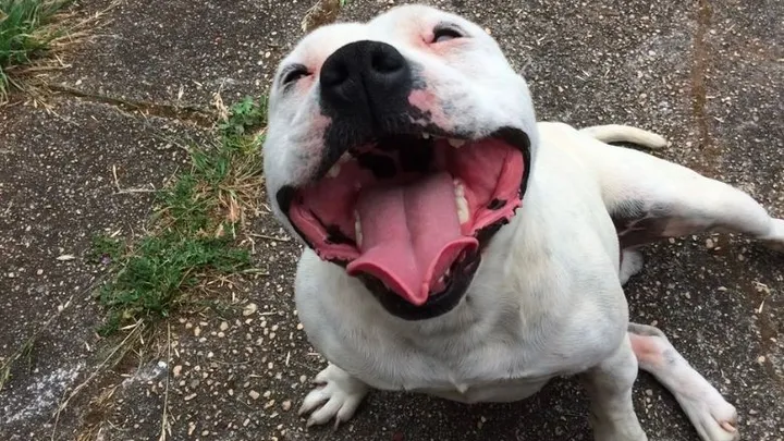 Hombre encuentra un pitbull atado a un árbol y lee la carta que está al lado