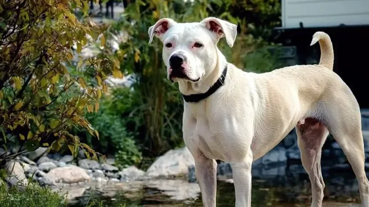 15 raças de cães que não podem ser mantidas como animais de estimação