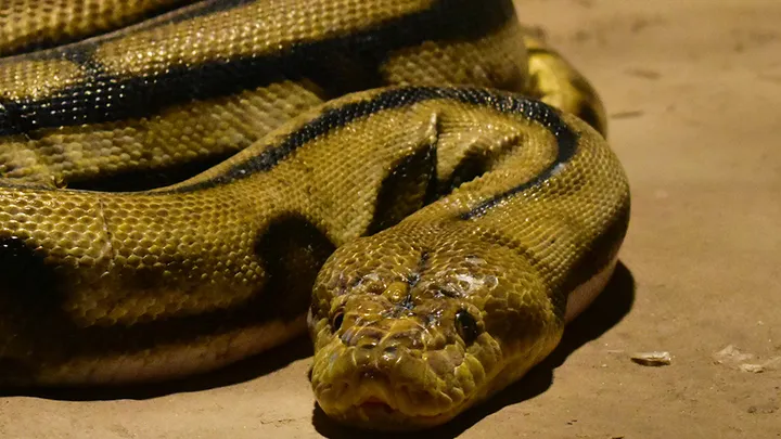 ¡Estos trabajadores encontraron una serpiente gigante - no creerás lo que encontraron dentro!