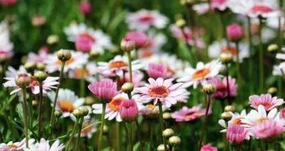 Natuurliefhebbers opgelet: deze app herkent duizenden soorten bloemen en planten