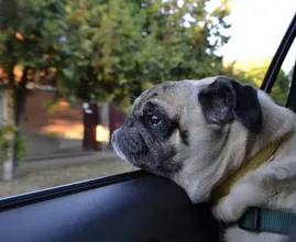 Heftig: slechts zó kort kan een hond maar in een warme auto zitten
