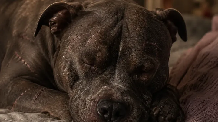 Das Personal erstarrt vor Schreck, als ein Pitbull das Krankenhaus betritt und dabei Folgendes bei sich trägt…