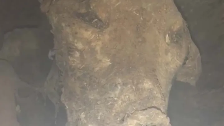 Holzfäller finden seltsame Kreatur in hohlem Baum