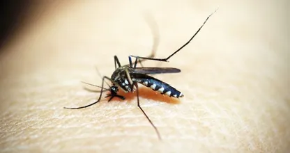 Ai, mosquitos! Com esse truque eles provavelmente ficarão longe