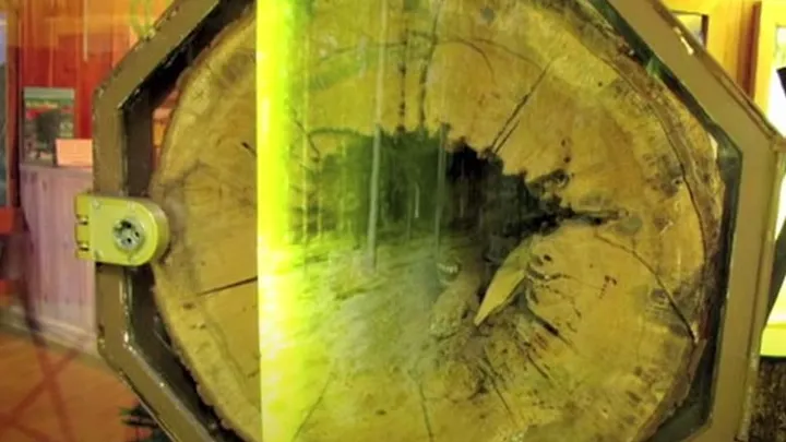 Holzfäller finden seltsame Kreatur in hohlem Baum