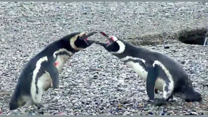Pinguïns zijn toch zo monogaam?! Maar dan moet je dus niet vreemd gaan! Waanzinnige VIRAL video!