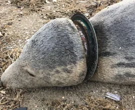 Dode zeehonden spoelen aan op strand door verstikking in plastic