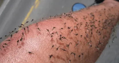 Zit jij ook helemaal onder de muggenbulten? Dat heeft deze reden en zo kom je er vanaf!