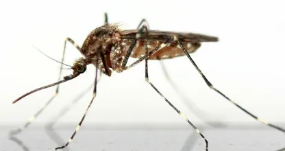 Durch diese 4 Insekten-Experten Tricks sticht dich heute keine Mücke mehr
