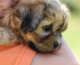 Fokkers waarschuwen in coronatijd: ‘Denk goed na voordat je een pup aanschaft’