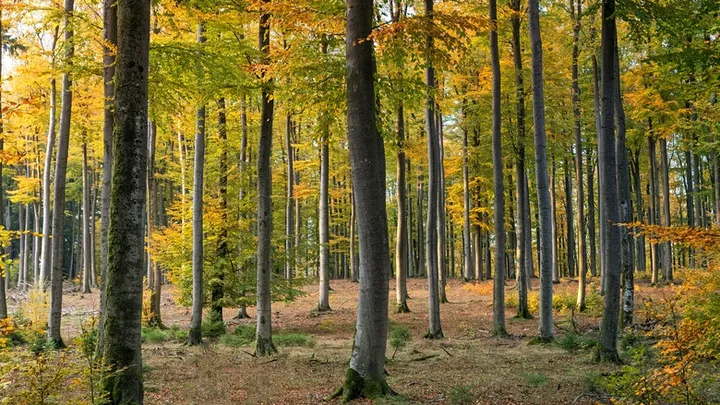 Holzfäller finden seltsame Kreatur in hohlem Baum
