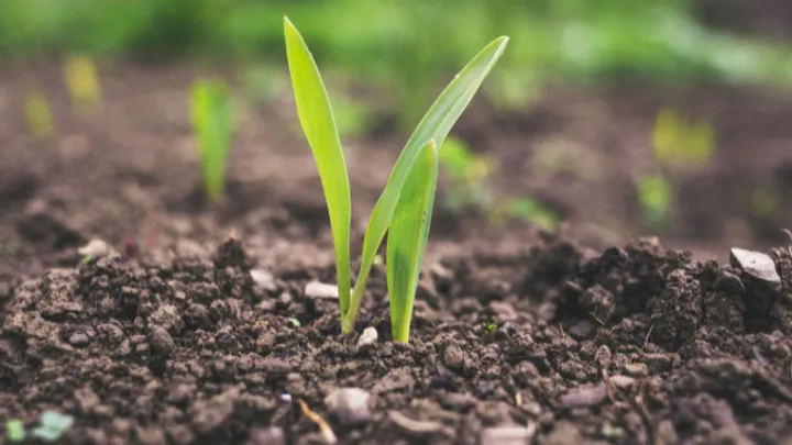 The state of New York now allows human composting