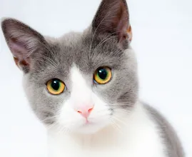Wie süß! Mit diesen (komischen) Zeichen will dir deine Katze sagen, dass sie dich lieb hat!