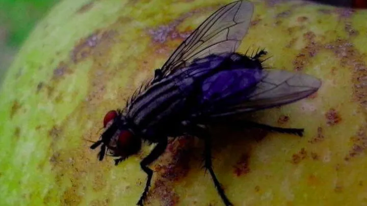 Vous avez des mouches dans votre maison ? De cette façon, vous pouvez rapidement les chasser