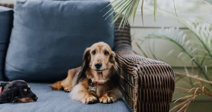 Dit is hoelang je je hond maximaal alleen thuis kunt laten