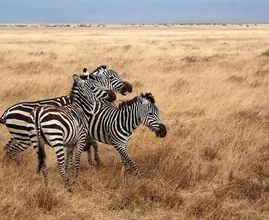 Optische illusie: kun jij zien welke zebra in de camera kijkt?