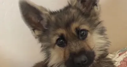 Deze Duitse Herder met dwerggroei blijft er altijd uitzien als puppy