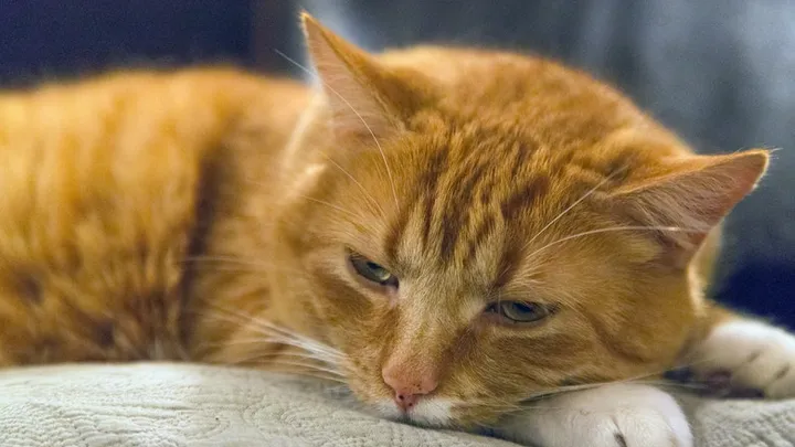 Como reconhecer se seu animal de estimação está lidando com demência