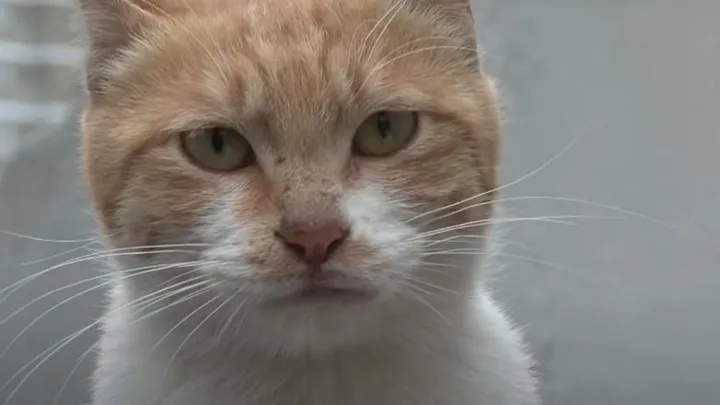 This homeless cat only accepts food from a bag and the reason is touching