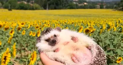 This adorable hedgehog is conquering hearts all over the world