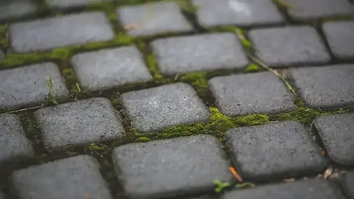 Eis como remover facilmente o musgo da sua casa e do seu jardim