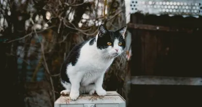 Dierenasiel draait er niet omheen: 'Wie wil grootste 'rotkat' ter wereld adopteren?'