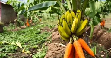 Das Unmögliche ernten: Eine Pflanze anbauen, die Karotten und Bananen trägt