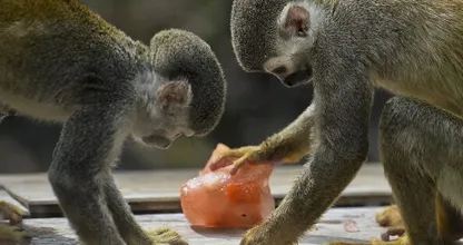 VIDEO: Hilarisch, dit moet je zien! In de dierentuin is het ook zomer!