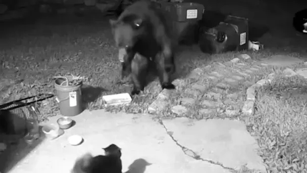 Katze stellt Bären, der versucht, in ihr Haus einzudringen – Sehen Sie, was passiert ist