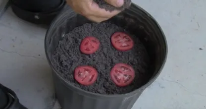 Hij stopt vier tomaten in plakken in de grond en kijk wat er gebeurt!