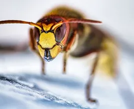 Pas op: agressieve 'monsterwesp' gespot in Nederland