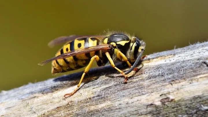 Panik vor Wespen? Brauchst du nicht haben, denn so hältst du sie fern!