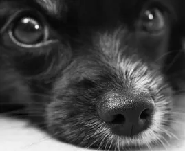 De 'snuit-challenge' is heel populair, maar is het wel veilig voor je hond?