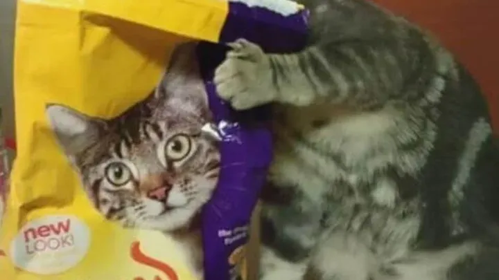 30 Tipps für Katzenbesitzer: Ihr Leitfaden zum Verstehen und Pflegen Ihrer Katze