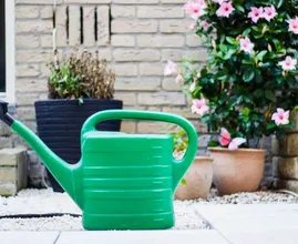Droge zomer in aantocht: 5 tips om je tuin te beschermen tegen de droogte